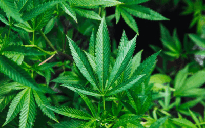 Marijuana VS CBD/What’s the Difference