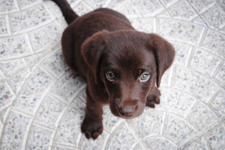 cute-puppy (1)