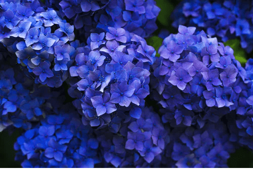 purple-flowers