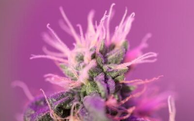 CBD FOR PAIN AND ANXIETY FOLLOWING AUTO INJURY