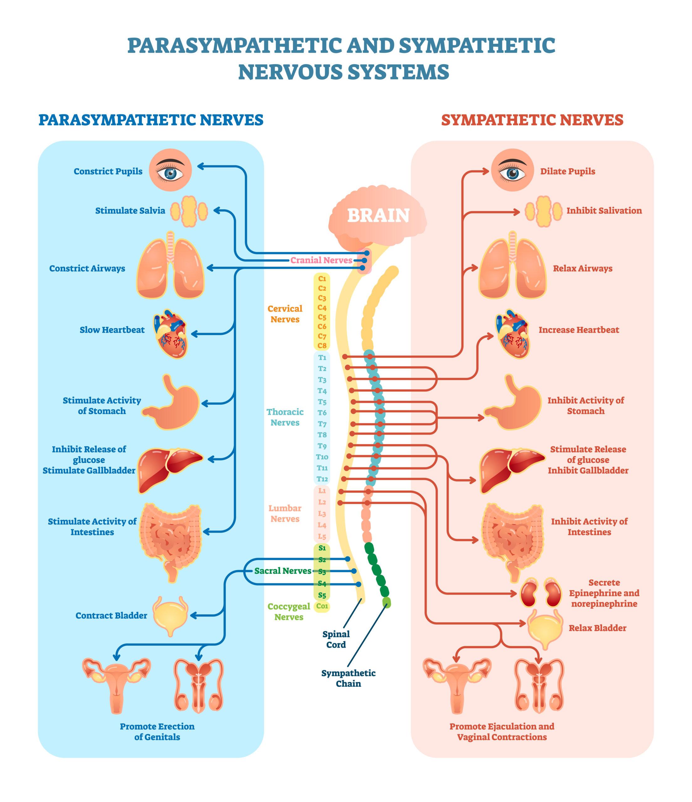 ssnerve-chart-scaled